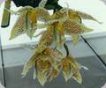 Stanhopea oculata